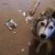 Illustration for article titled This Dog Was Pretty Mad About The Witcher 3's Visual Downgrade